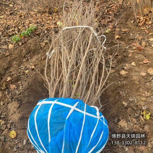 丁香大田苗保定,苗木綠化商,降價銷售