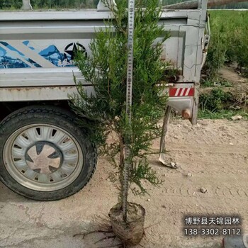 側柏圃地苗保定,本地側柏苗圃,質優
