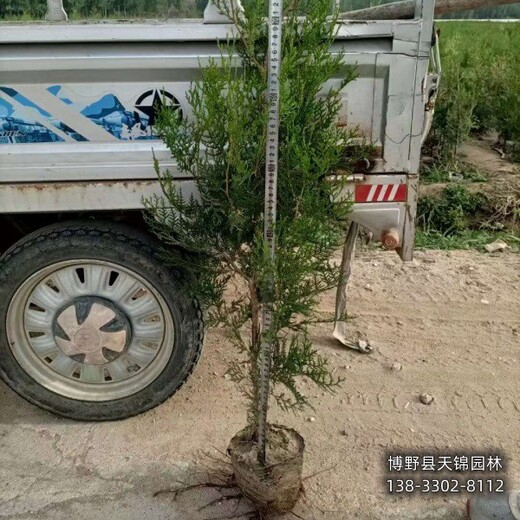 側柏移栽苗保定,本地側柏苗圃,價格咨詢