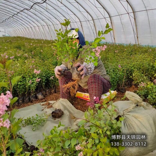 柳叶丁香保定,大棚种植丁香,全国供应