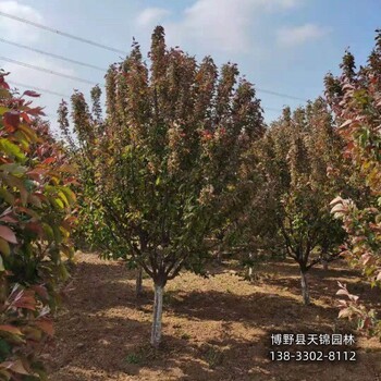12公分北美海棠貨到付款-河北定州-紅寶石海棠