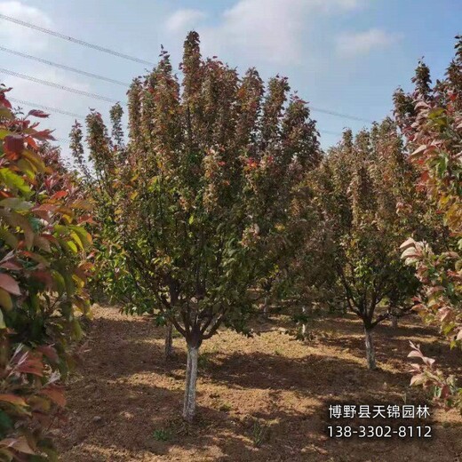 10公分北美海棠貨到付款-河北地區(qū)-紅寶石海棠