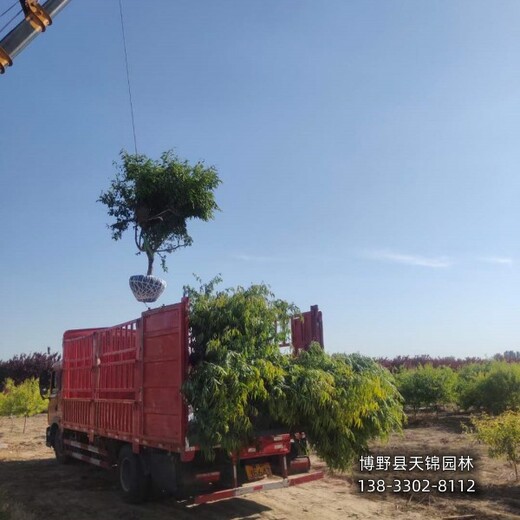 18公分山桃苗木質(zhì)量好,保定博野縣,苗木綠化商