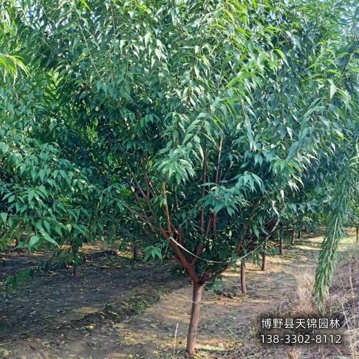18公分山桃绿化新品种,保定市安新县,大规格桃树