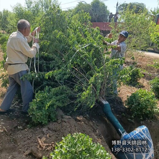 18公分山桃苗木质量好,河北省博野县,红皮山桃销售