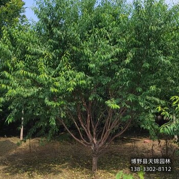 18公分山桃到貨價(jià),河北省清苑縣,本地山桃苗圃