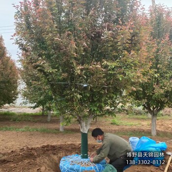 假植苗北美海棠多少钱合适-河北安国-西府海棠