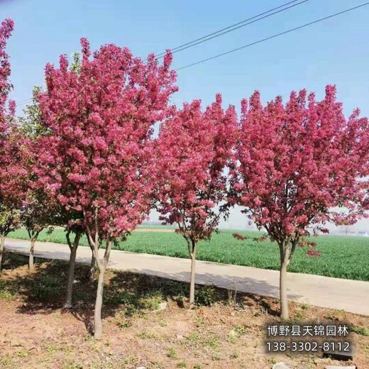 10公分北美海棠貨到付款-保定市定州-垂絲海棠