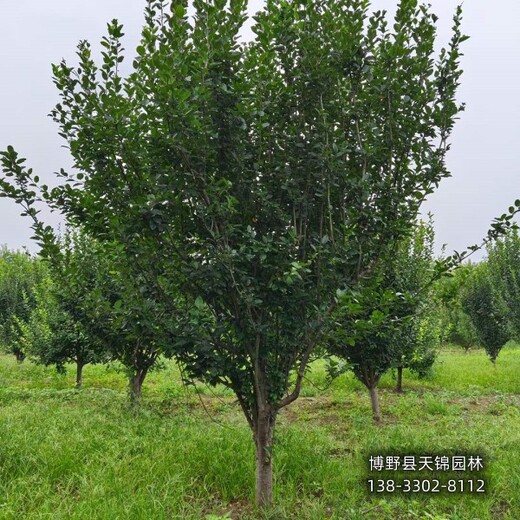 假植苗北美海棠貨到付款-河北博野縣-紅寶石海棠
