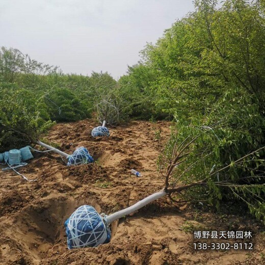 18公分山桃廠家批發(fā),保定望都縣,紅皮山桃銷售