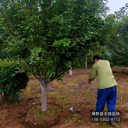 假植苗北美海棠多少钱合适-河北地区-红果海棠