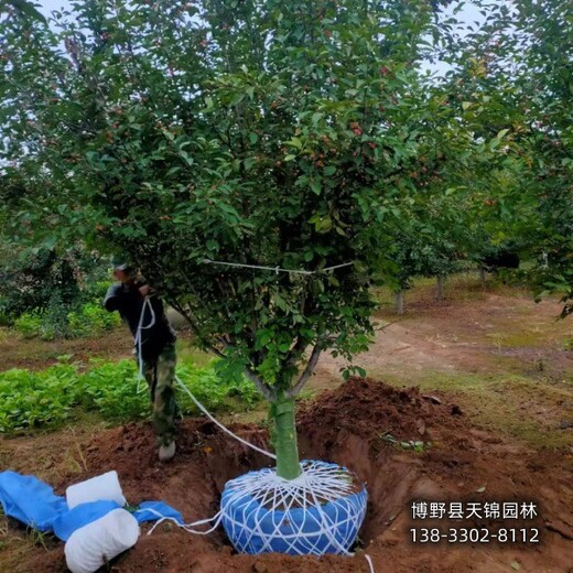 海棠移栽苗保定,15公分海棠,哪里便宜