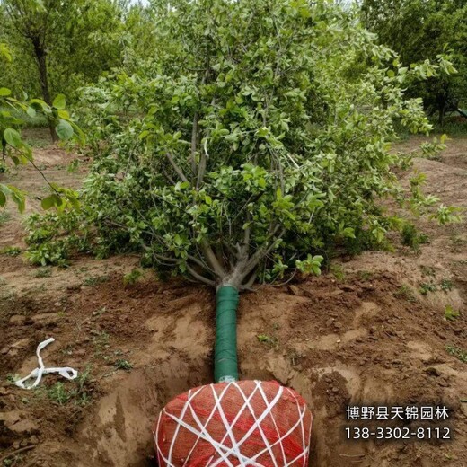 海棠定植苗保定,12公分海棠,質(zhì)優(yōu)