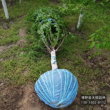 18公分山桃苗木质量好,河北博野县,大规格桃树