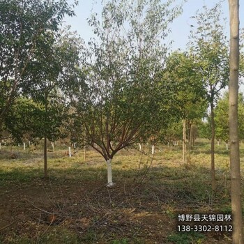 18公分山桃苗木質量好,河北省清苑縣,天錦園林