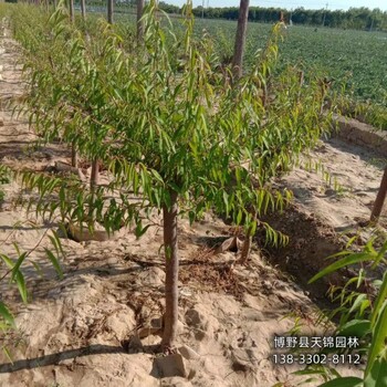 18公分山桃廠家批發(fā),保定市望都縣,經(jīng)紀人