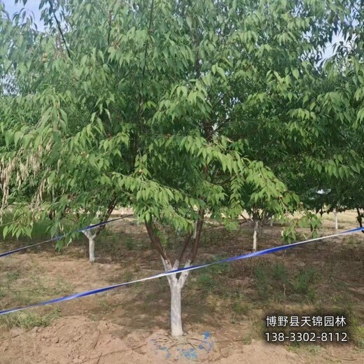 18公分山桃廠家批發(fā),保定市清苑縣,紅皮山桃銷售