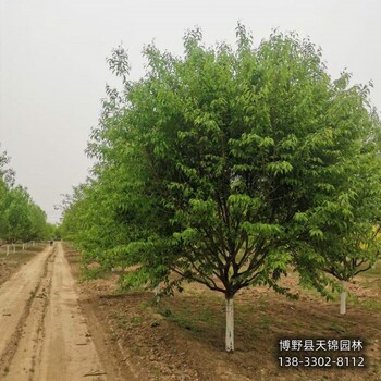 18公分山桃苗木質量好,河北省定州市,天錦園林