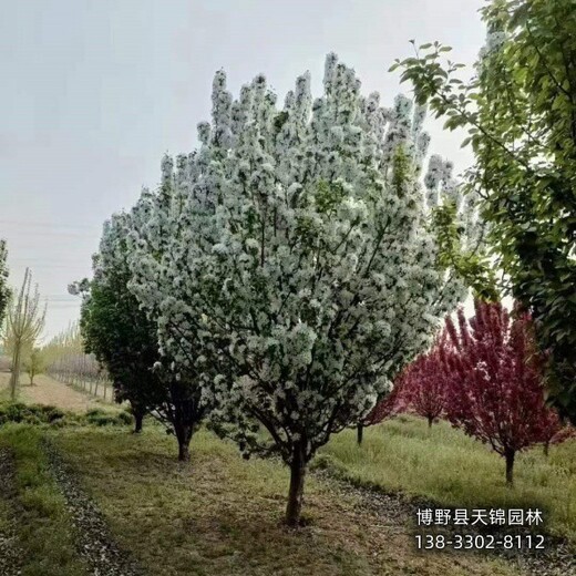 海棠移栽苗保定,15公分海棠,批發(fā)零售