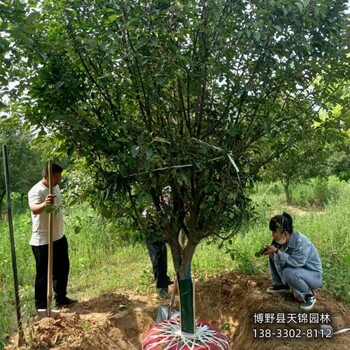 假植苗北美海棠多少钱合适-河北安国-西府海棠