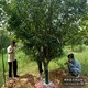 西府海棠圖