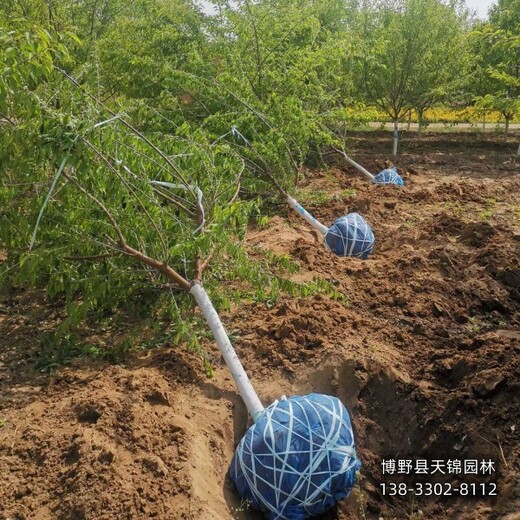 18公分山桃厂家批发,河北省定州,红皮山桃销售