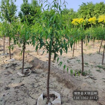 18公分山桃苗木質量好,河北省定州市,天錦園林