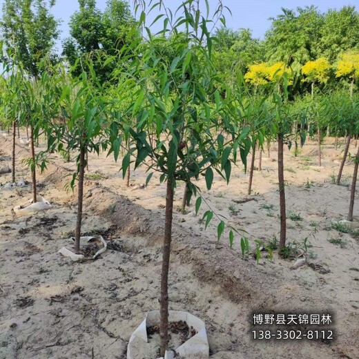 18公分山桃苗木質量好,保定安新縣,本地山桃苗圃