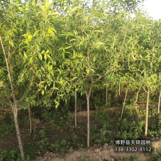 18公分山桃苗木質量好,保定市安新縣,大規(guī)格桃樹