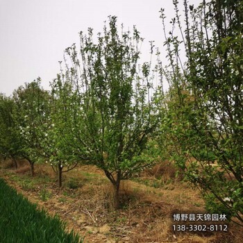10公分北美海棠貨到付款-河北定州-西府海棠