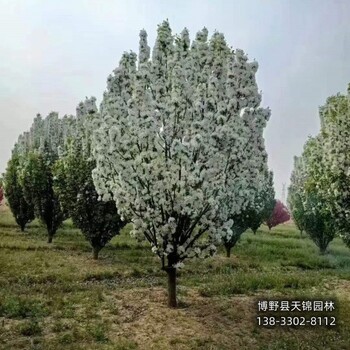 12公分北美海棠貨到付款-河北定州-紅寶石海棠