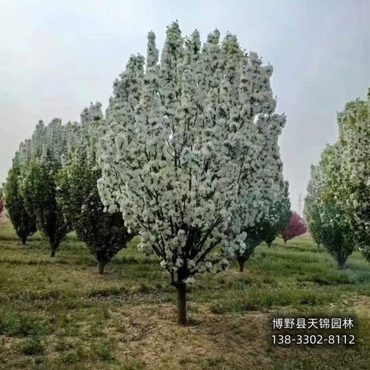 海棠定植苗保定,10公分海棠,價(jià)格咨詢