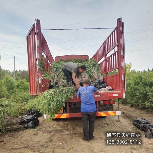 18公分山桃苗木质量好,河北定州市,大规格桃树