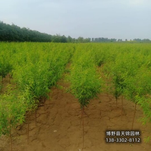 18公分山桃綠化新品種,保定高陽(yáng)縣,苗木綠化商