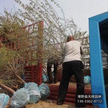 18公分山桃苗木質量好,河北省清苑縣,天錦園林
