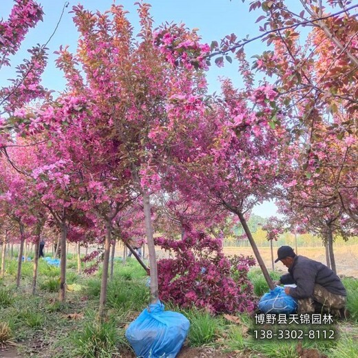 海棠移栽苗保定,8公分海棠,苗木質(zhì)量好