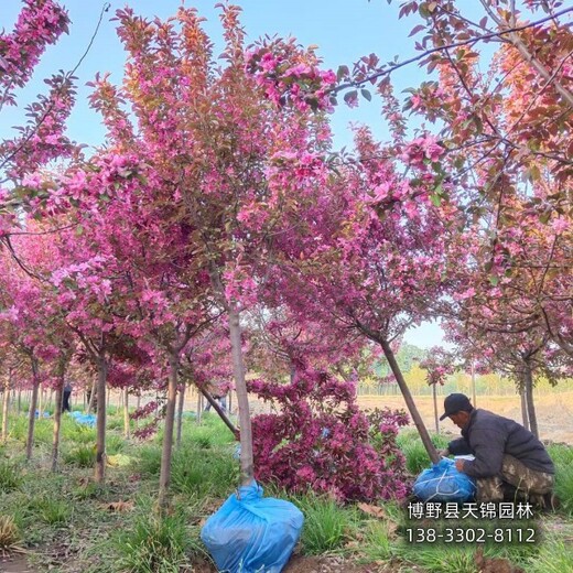 海棠移栽苗保定,15公分海棠,清地处理