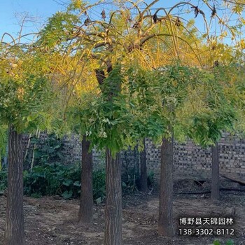 湖北12公分龍爪槐貨到付款-金葉龍爪槐-大規(guī)格龍爪槐