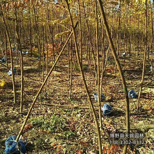 火炬樹苗圃地保定,2公分火炬樹,種植基地