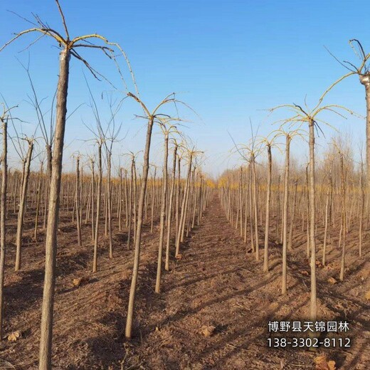 河北省7公分龍爪槐自產(chǎn)自銷-金枝龍爪槐-嫁接龍爪槐銷售