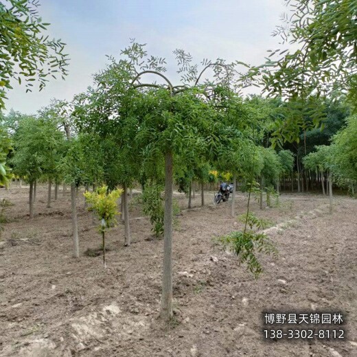 二次移栽龍爪槐提供技術(shù)指導(dǎo),保定博野縣,矮干龍爪槐