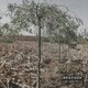 垂槐種植戶圖