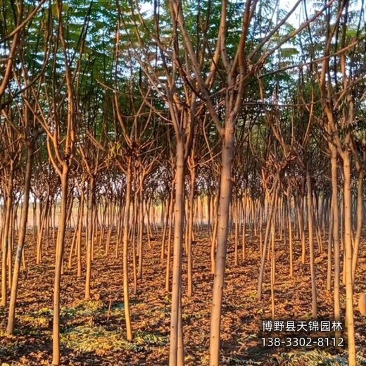 苗木经纪人保定,平头发帽火炬树,哪里便宜