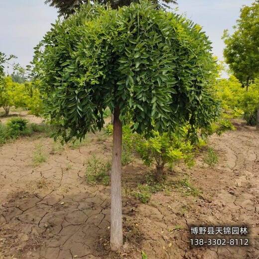 10公分龍爪槐提供技術(shù)指導,河北省清苑縣,苗木綠化商