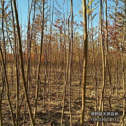 苗木经纪人保定,6公分火炬树,提供技术指导