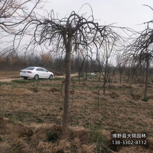 河北安国假植苗龙爪槐带土球装车-金枝龙爪槐-大规格龙爪槐