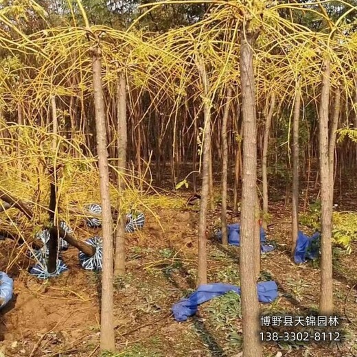 河北定州假植苗龍爪槐多少錢(qián)合適-金葉龍爪槐-嫁接龍爪槐銷(xiāo)售