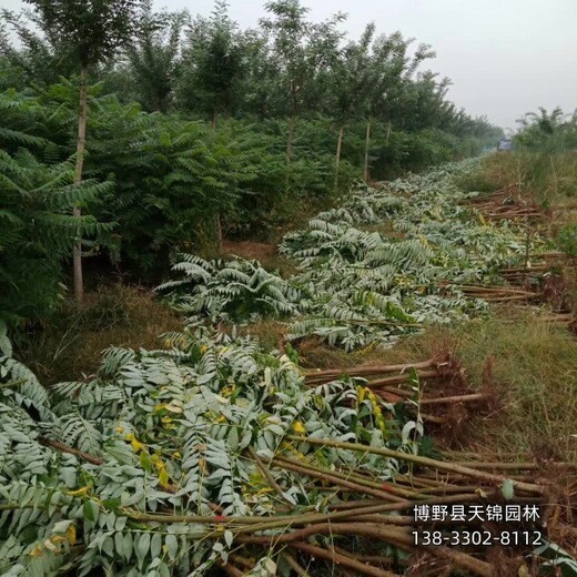 火炬树当年苗保定,平头发帽火炬树,哪里种植