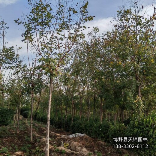 火炬樹(shù)苗圃地保定,平頭發(fā)帽火炬樹(shù),附近苗圃