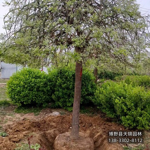 河北博野縣15公分龍爪槐價格咨詢-金枝龍爪槐-大規(guī)格龍爪槐